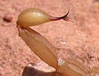 skorpió